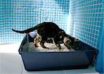 Tabby kitten in his litterbox in the bathroom.