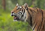 Stalking Siberian Tiger