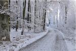 Waldweg am Wintermorgen, Vielbrunn, Hessen, Deutschland