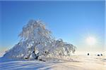 Schneebedeckte Bäume mit Sonne, Heidelstein, Rhön-Berge, Bayern, Deutschland