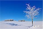 Maple arbre couvert de neige en hiver, Wustensachsen, montagnes de Rhon, Hesse, Allemagne