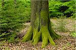 Moss Covered Tree Trunk, Spessart, Bavaria, Germany