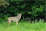 Portrait du loup des bois, Allemagne