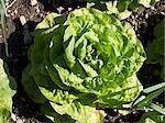 Une jeune laitue dans un potager