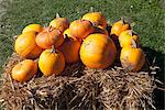 Orange pumpkins on a bale of hay