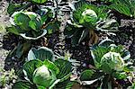 White cabbage in a vegetable patch