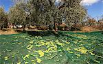 Olive harvest, Perugia, Umbria, Italy