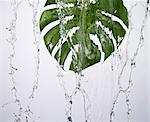 A green leaf under running water
