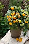 Yellow vine tomatoes in a pot in a garden