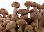 Fresh shimeji mushrooms (close-up)