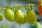 Many Unripe Grape Tomatoes on the Vine; Freshly Watered