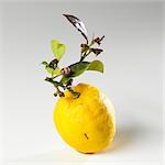 A lemon with twig and leaves