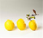 Three lemons, one with a stalk and leaves