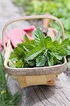 Menthe fraîche dans un panier en bois