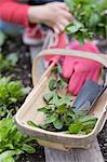 Menthe fraîche et des ustensiles de jardins dans un panier en bois