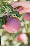 A hand holding a branch with apples