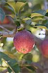 Pommes rouges sur l'arbre