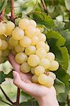 A hand showing green grapes on a vine