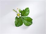 Strawberry flowers and leaves