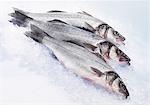 Trois loup de mer frais sur glace