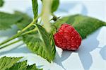 A raspberry with a sprig and leaves