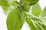 Basil leaves in water (close-up)