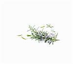 Sprig of rosemary with flowers