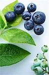 Ripe and Unripe Blueberries with Leaves