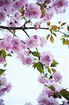 Kwanzan Flowering Cherry Tree