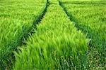 Tractor tyre marks in a barley field