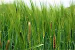 A barley field (close-up)