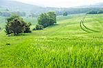 Landscape of cereal fields