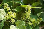 Grapevine flowers