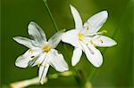 Spider plant (anthericum)