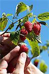 Raspberries being picked