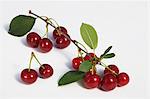Sour cherries with twigs and leaves