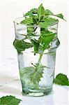 Peppermint in a glass of water