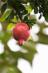 A pomegranate handing on a tree