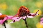 Floraison rouge echinacea