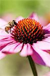 A red echinacea flower and a bee