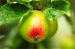 Pommes Cox sur un arbre