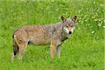 Timber Wolf, Allemagne