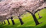 Woman in lotus position under cherry trees