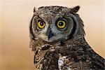 Spotted Eagle Owl, Kgalagadi Transfrontier Park, Africa