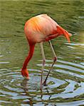 Caribbean flamingo feeding in a pond