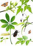 Set of green leaves, flowers and insects. Isolated over white