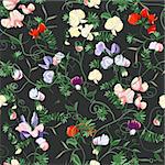 Decorative colorful seamless with sweet pea patterns.