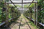 Bamboo tunnel in the garden covered by squash