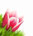 Fresh Tulip and green Grass with drops dew / Super Macro / isolated on white with copy space