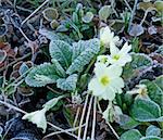 Frost on Primrose flowers and leaves